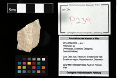Foto (Objekt + Etikett) von Pithonoton sp.  (NHMW-GEO-2014-0194-0239)